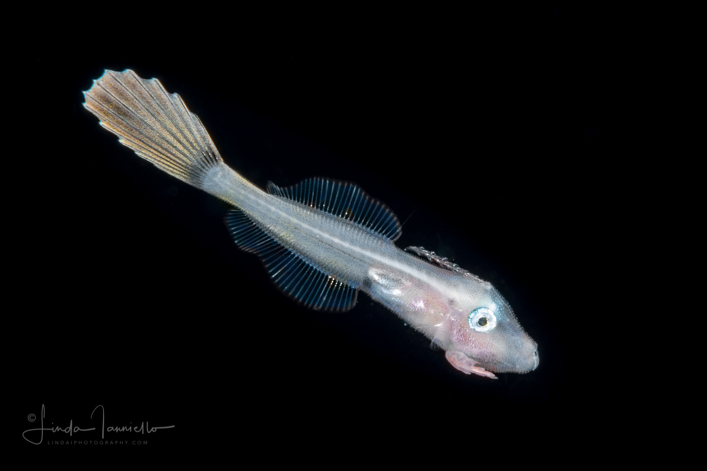 Filefish - Orange - Monacanthidae - Aluterus schoepfii - With a Copepod - Caligidae Family