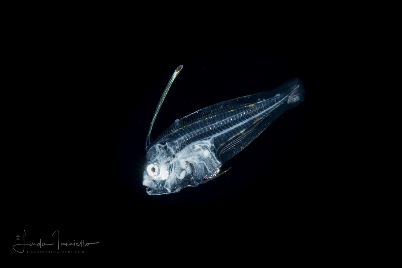 Flounder Larva - Fringed - Paralichthyidae Family -Etropus crossotus
