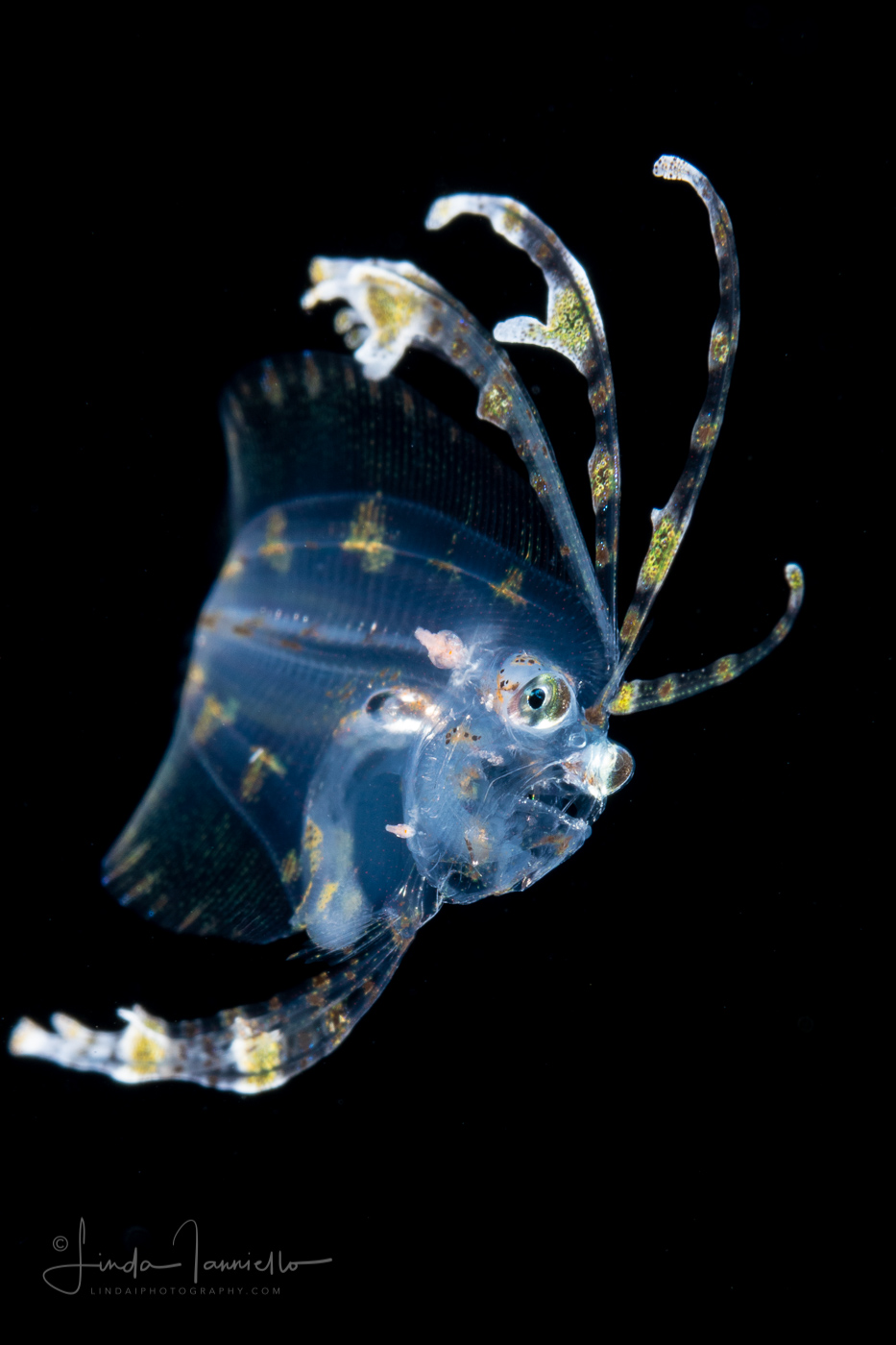 Flounder Larva - Spotfin - Paralichthyidae Family - Cyclopsetta fimbriata