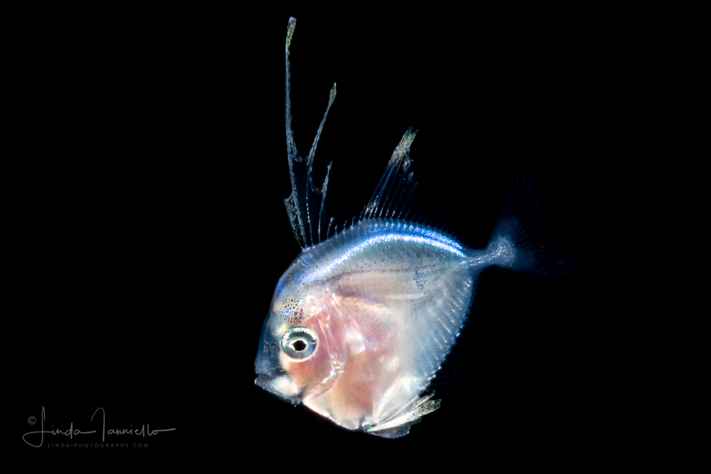 Moonfish - Atlantic - Carangidae Family - Selene setapinnis