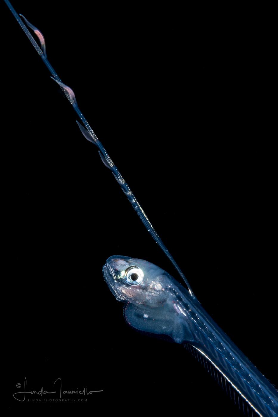 Pearlfish - Carapidae Family - Carapus bermudensis