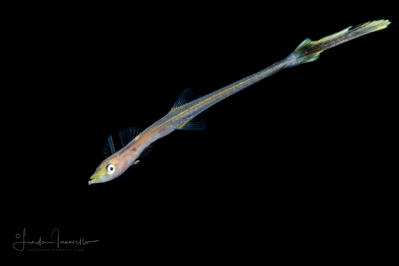Suckerfish - Slender - Lousefish - Echeneidae Family - Phtheirichthys lineatus