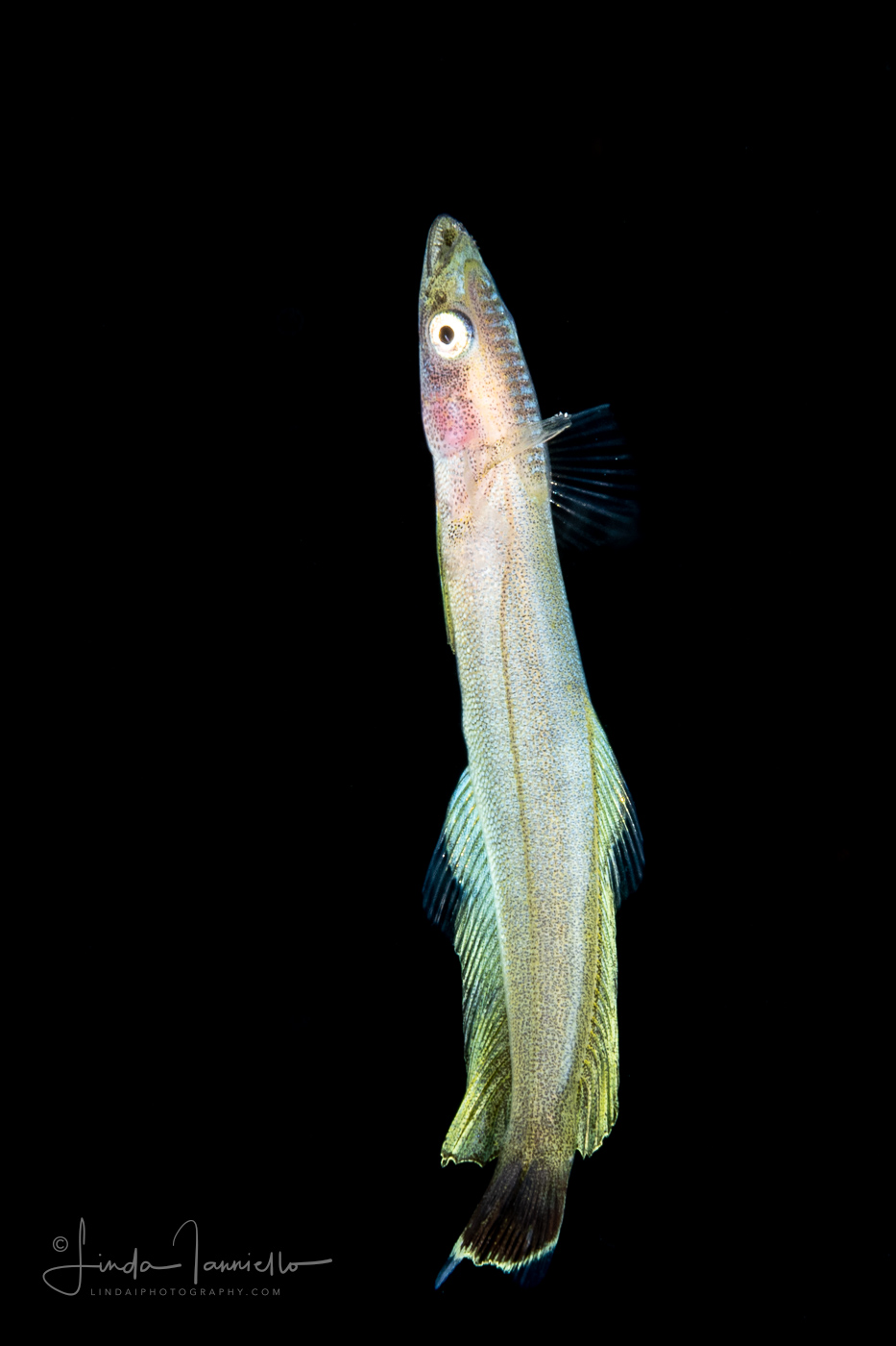Remora - Family Echeneidae - Remora brachyptera