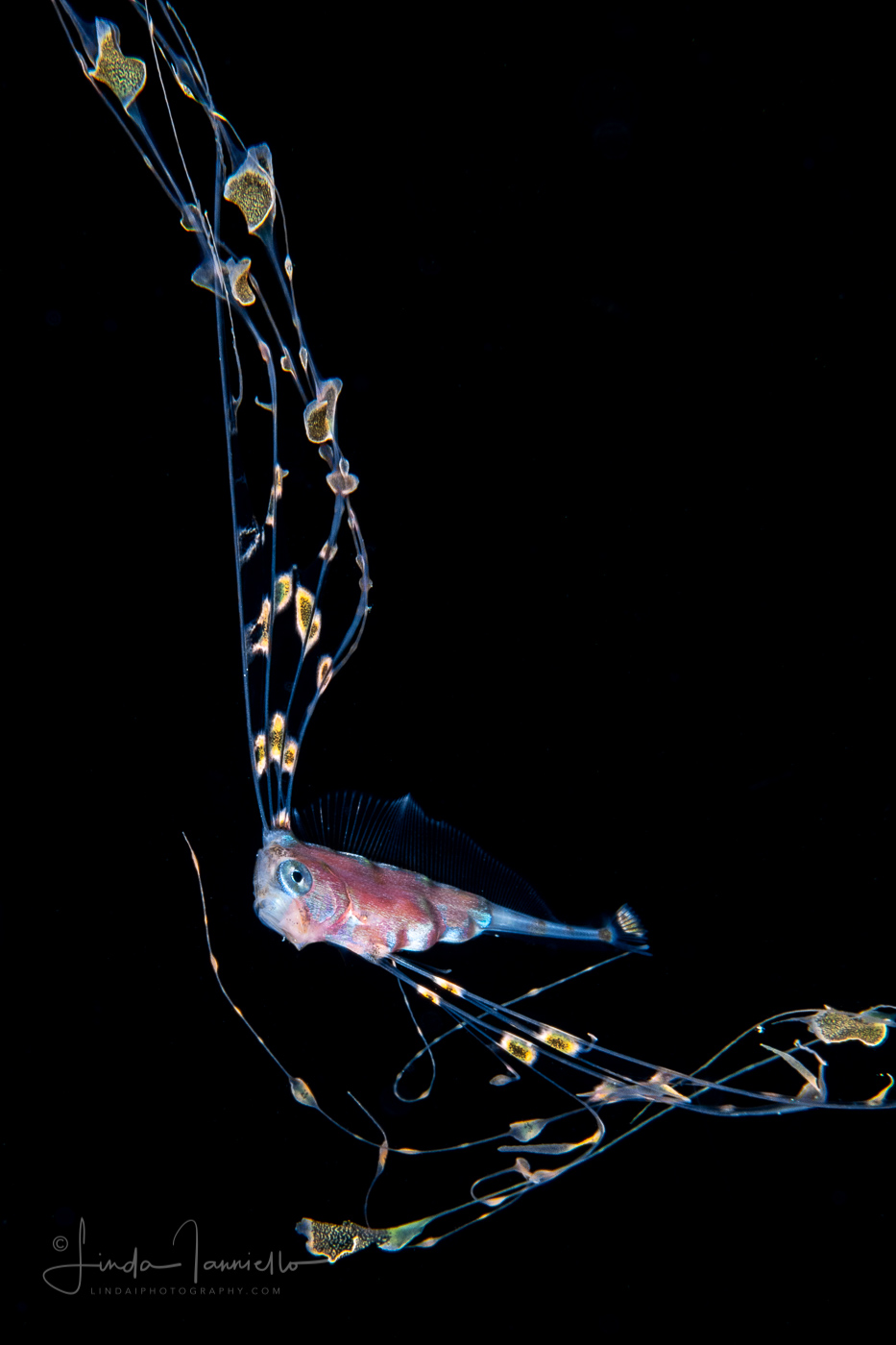 Ribbonfish - Scalloped - Trachipteridae Family - Zu cristatus
