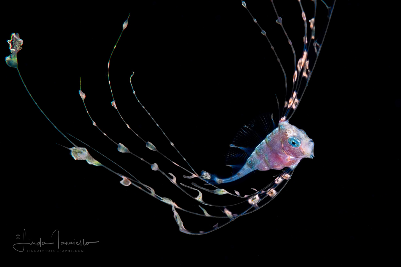 Ribbonfish - Scalloped - Trachipteridae Family - Zu cristatus