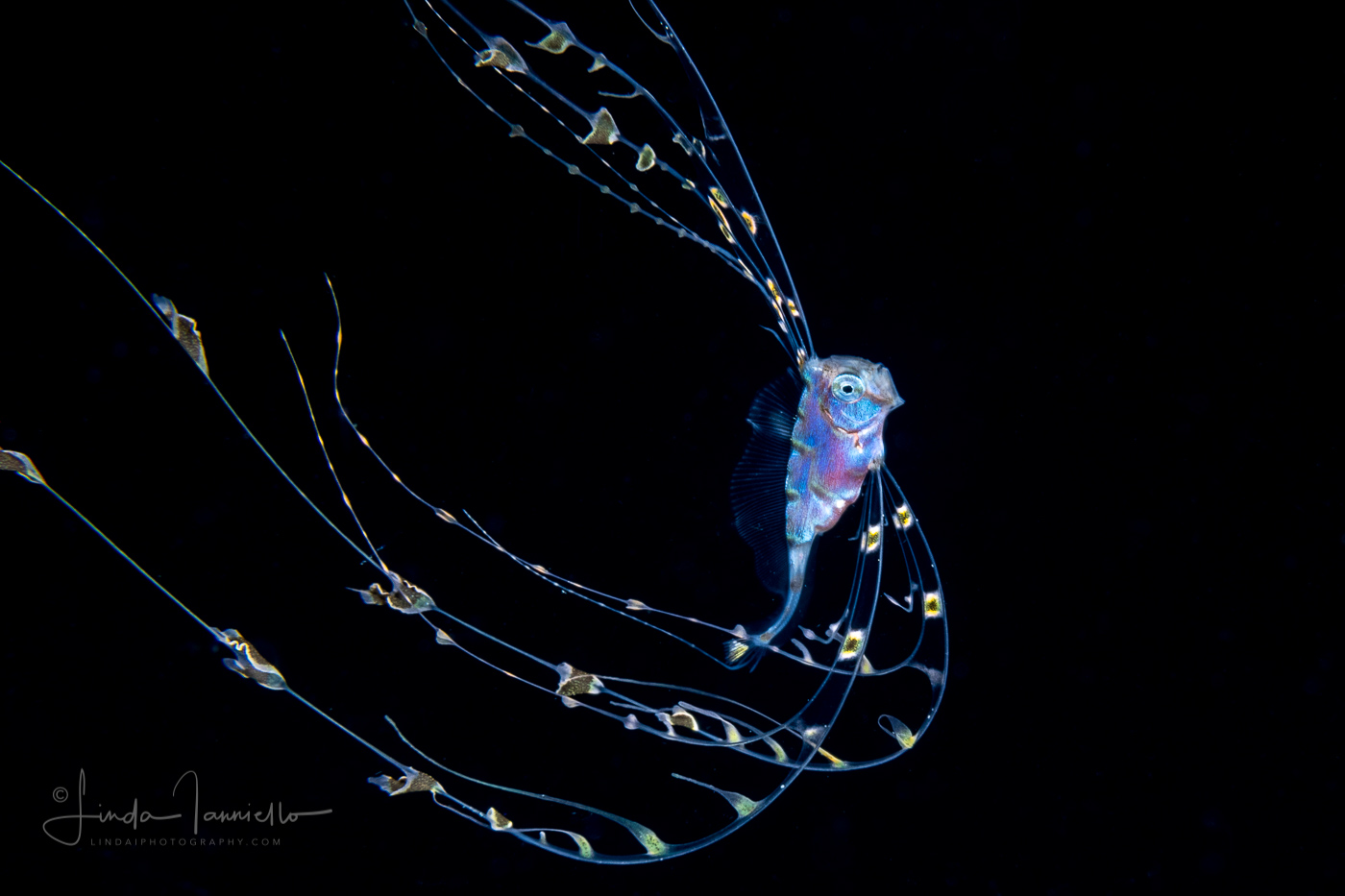 Ribbonfish - Scalloped - Trachipteridae - Zu cristatus