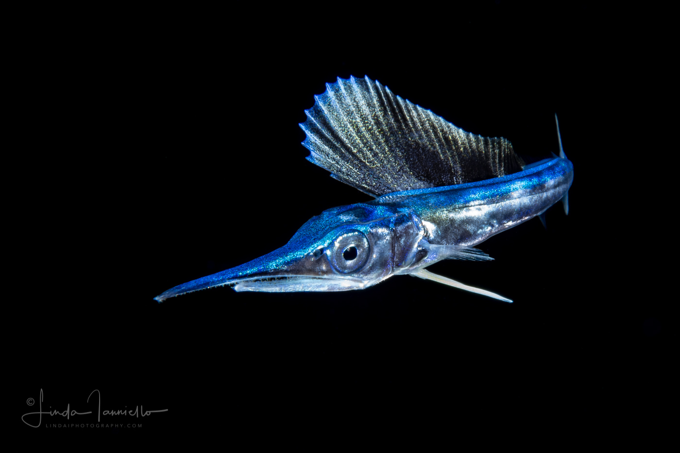 Sailfish - Istiophoridae Family - Istiophorus platypterus