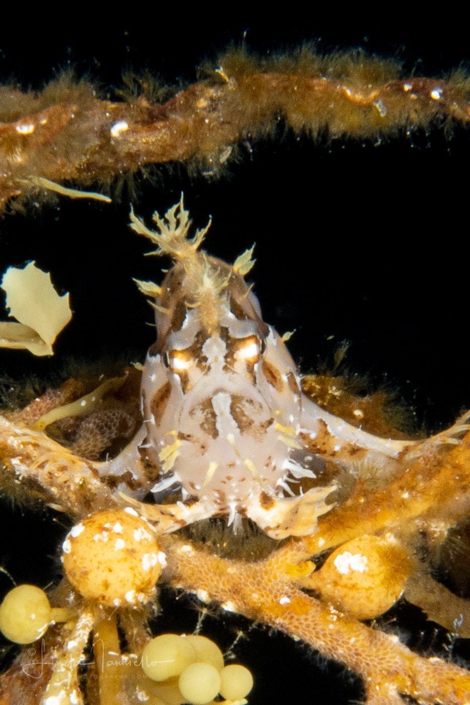 Sargassumfish - Antennariidae Family - Histrio histrio