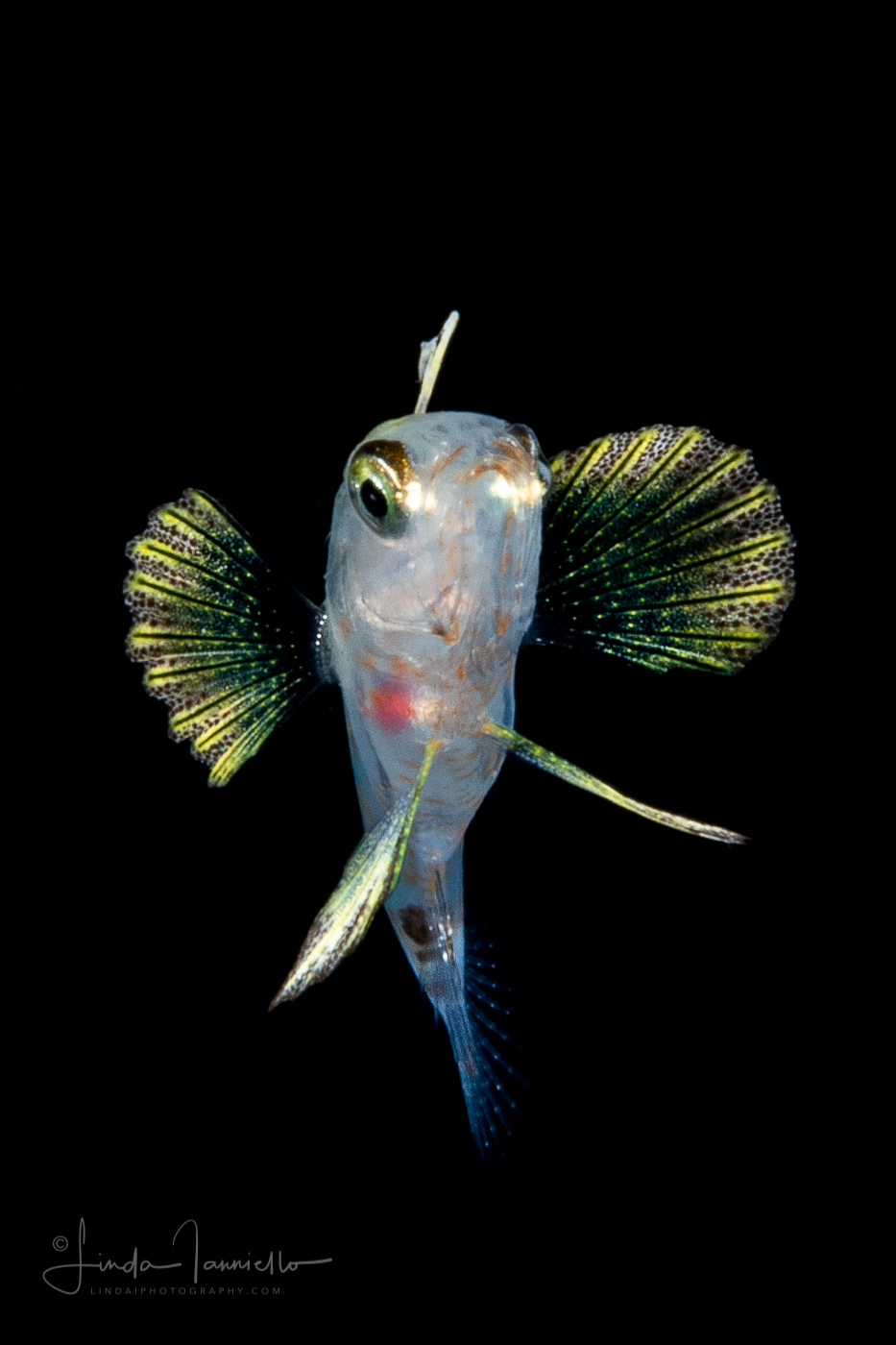 Sea Bass - Harlequin - Serranidae Family - Serranus tigrinus