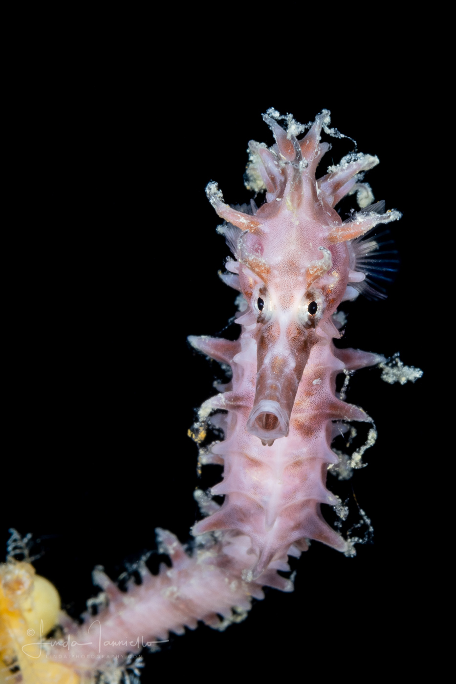 Seahorse - Lined - Syngnathidae Family - Hippocampus erectus