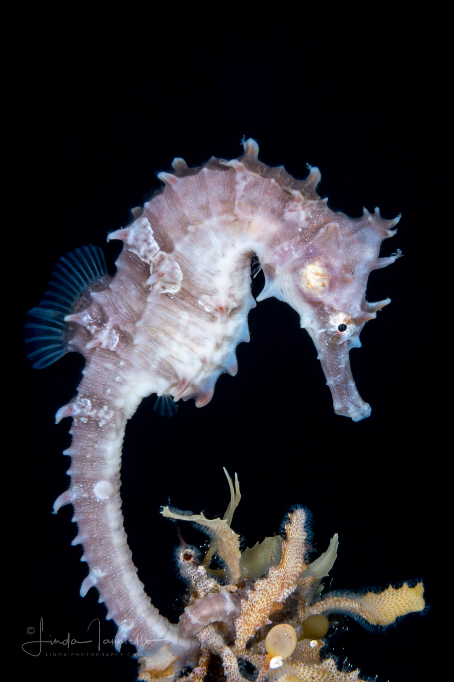 Seahorse - Lined - Syngnathidae Family - Hippocampus erectus