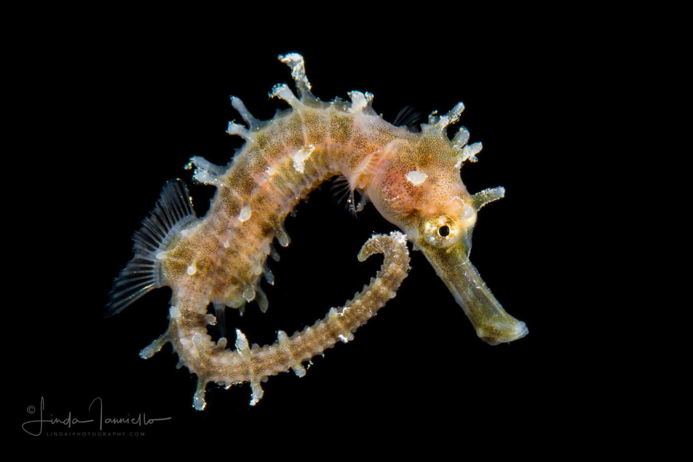 Seahorse - Lined - Syngnathidae Family - Hippocampus erectus