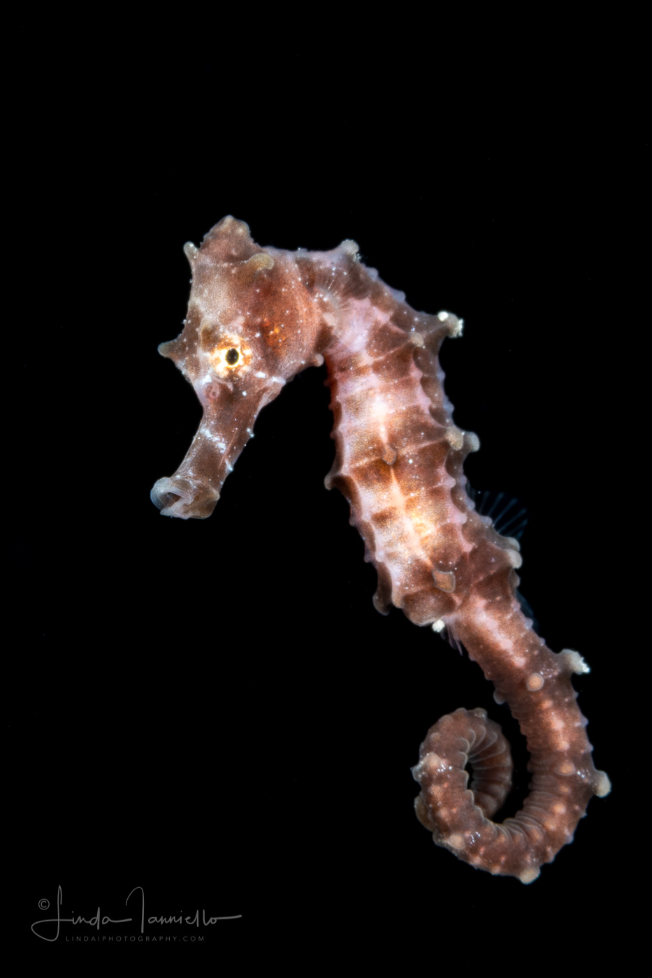 Seahorse - Lined - Syngnathidae Family - Hippocampus erectus