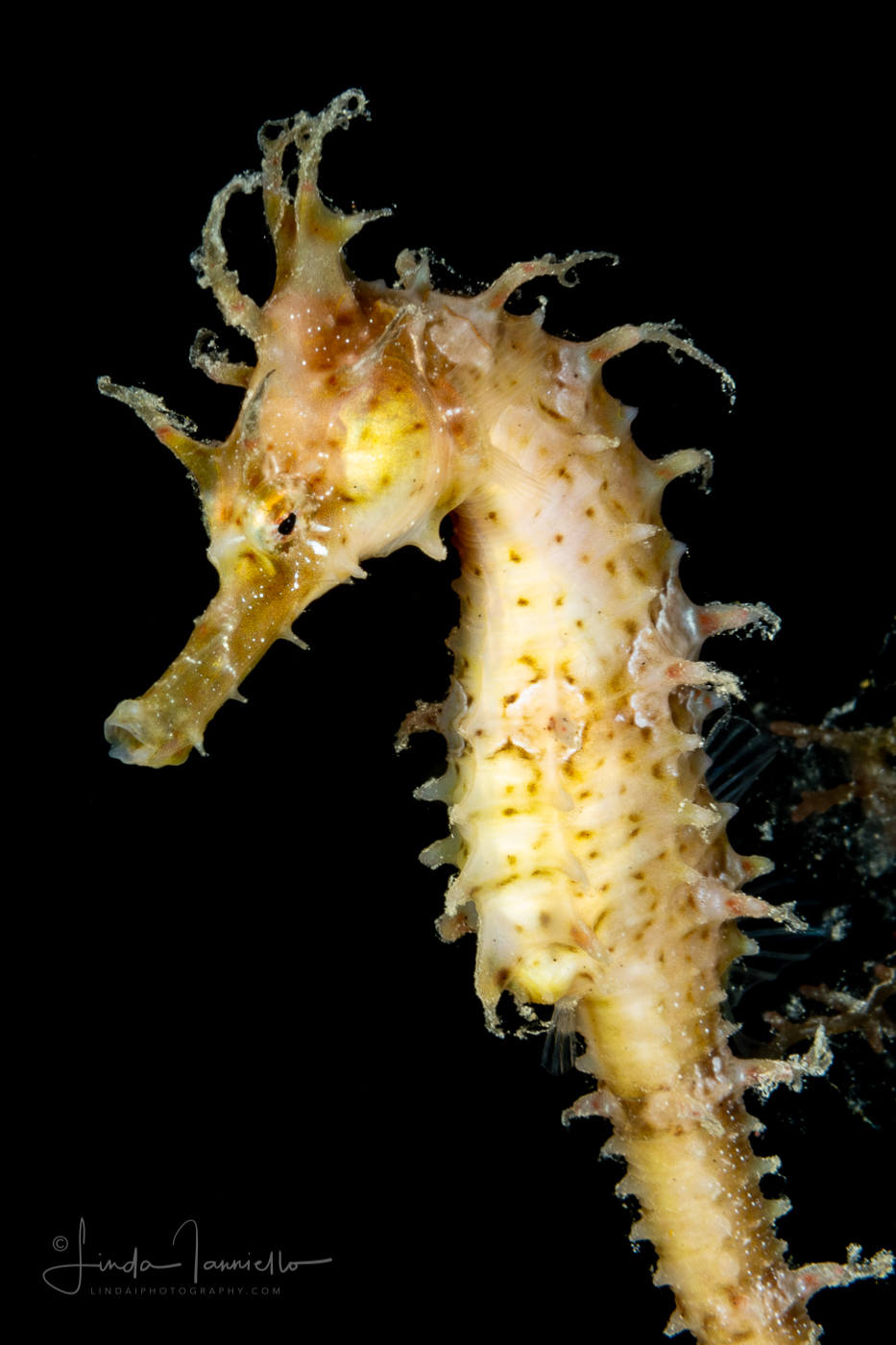 Seahorse - Lined - Syngnathidae Family - Hippocampus erectus
