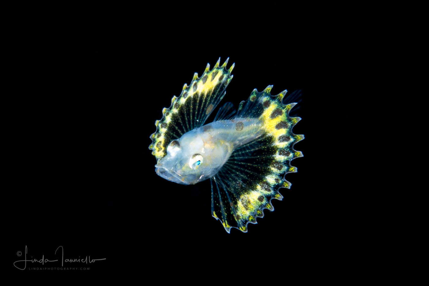 Searobin - Bandtail - Triglidae Family - Prionotus ophryas