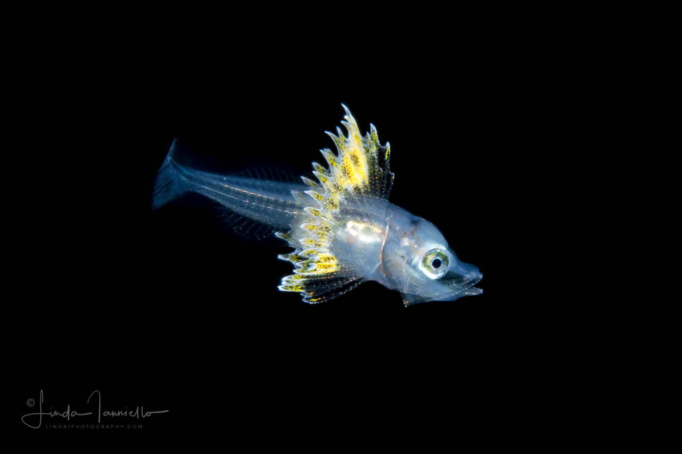 Searobin - Bandtail - Triglidae Family - Prionotus ophryas