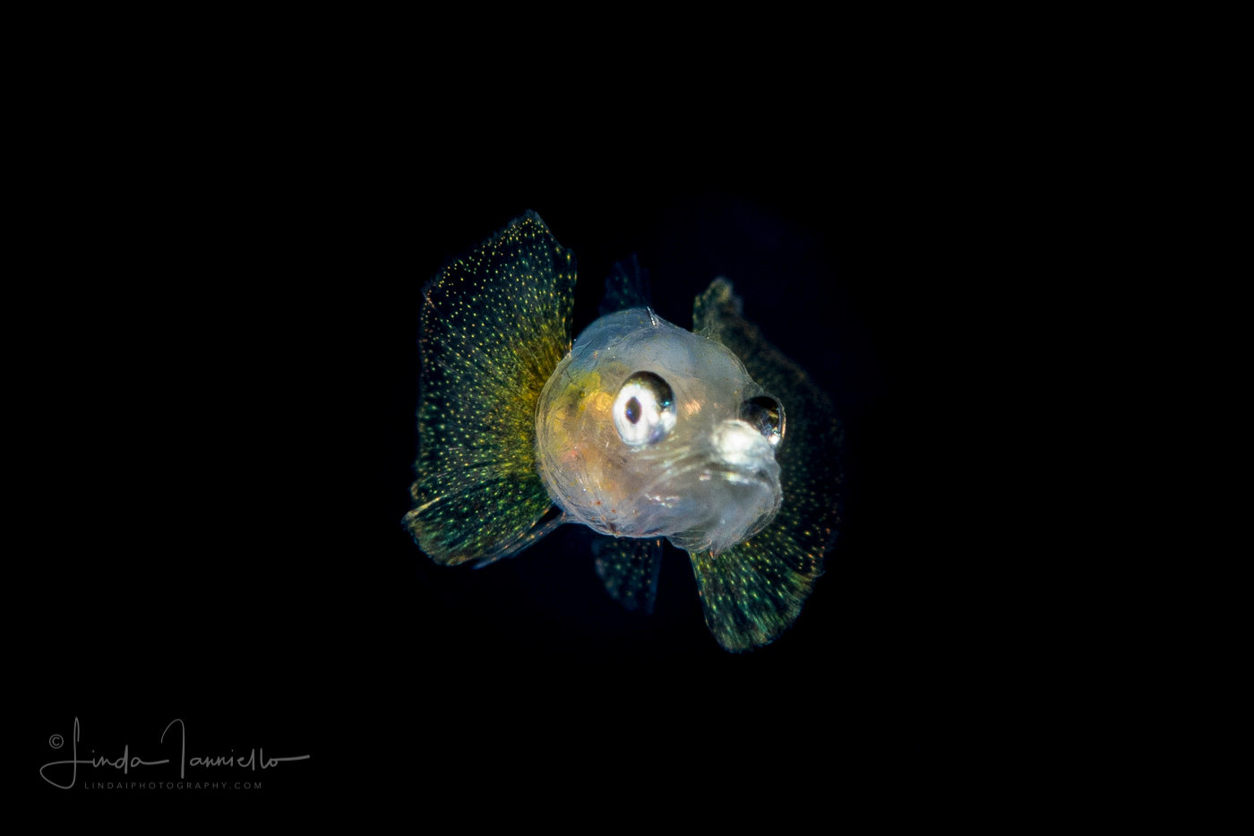 Searobin - Triglidae Family - Prionotus species