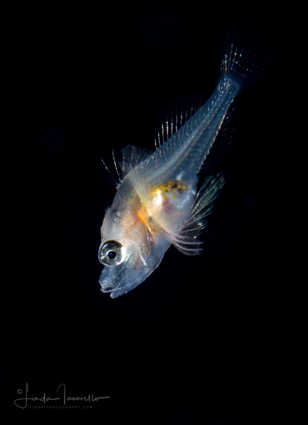 Searobin - Triglidae Family - Prionotus species