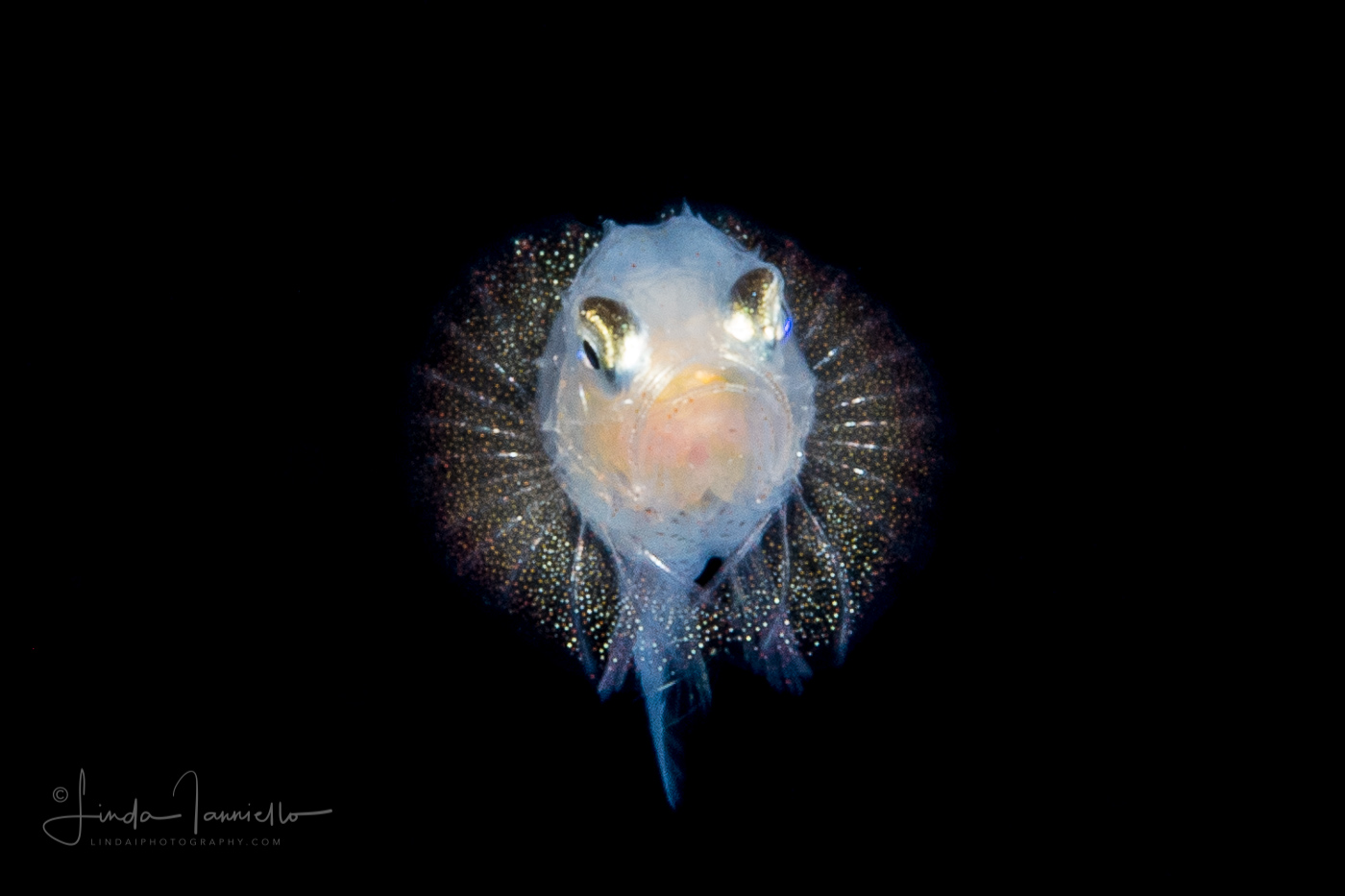 Searobin - Triglidae Family - Prionotus species