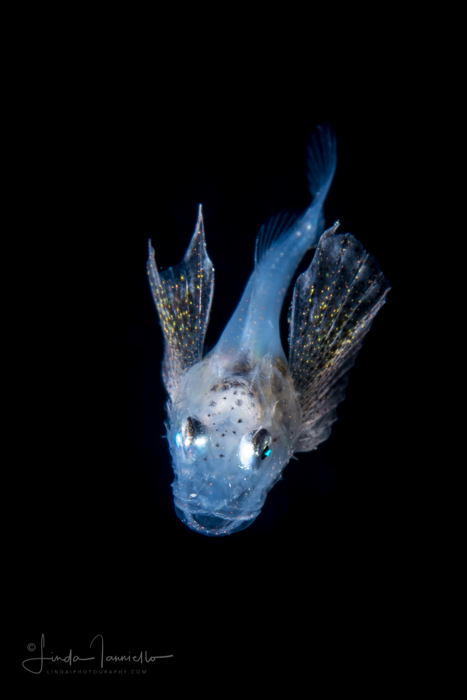 Searobin - Triglidae Family - Prionotus species