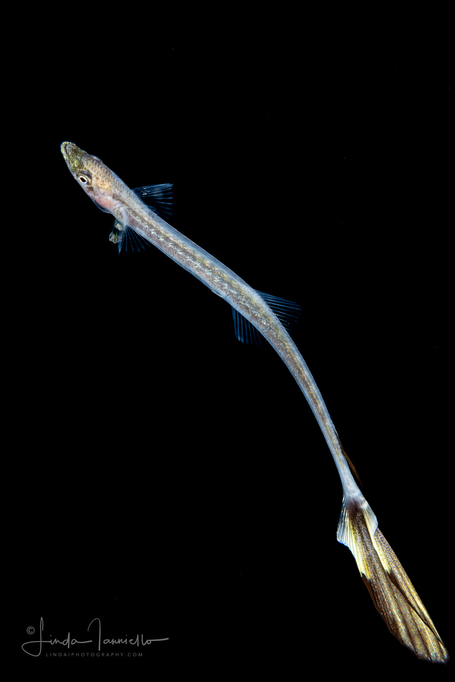 Sharksucker - Echeneidae Family - Echeneis species