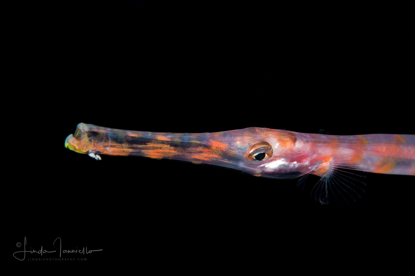 Trumpetfish - Atlantic - Aulostomidae Family - Aulostomus maculatus