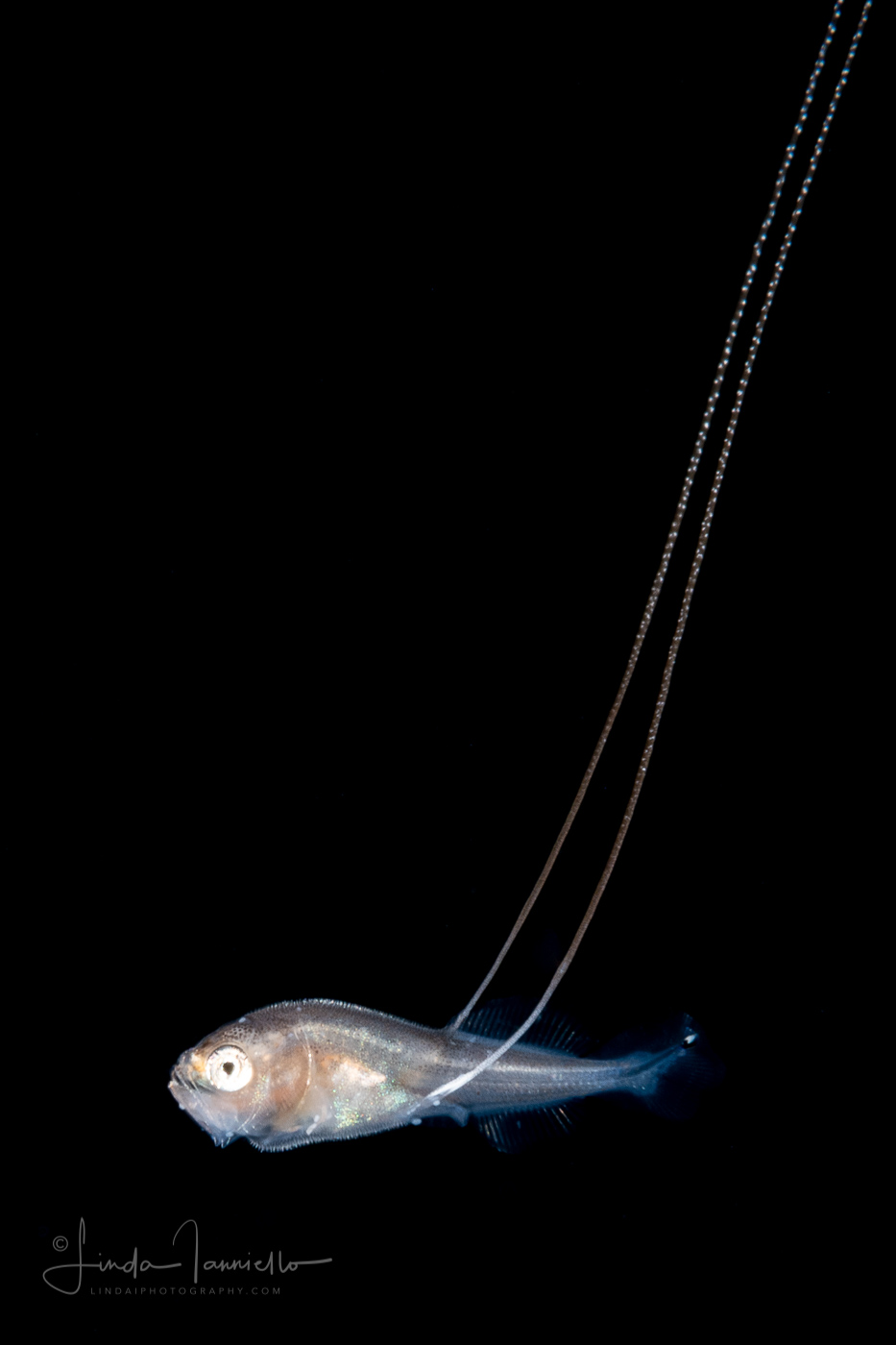 Whalefish - Velvet -Barbourisiidae Family - Barbourisia rufa