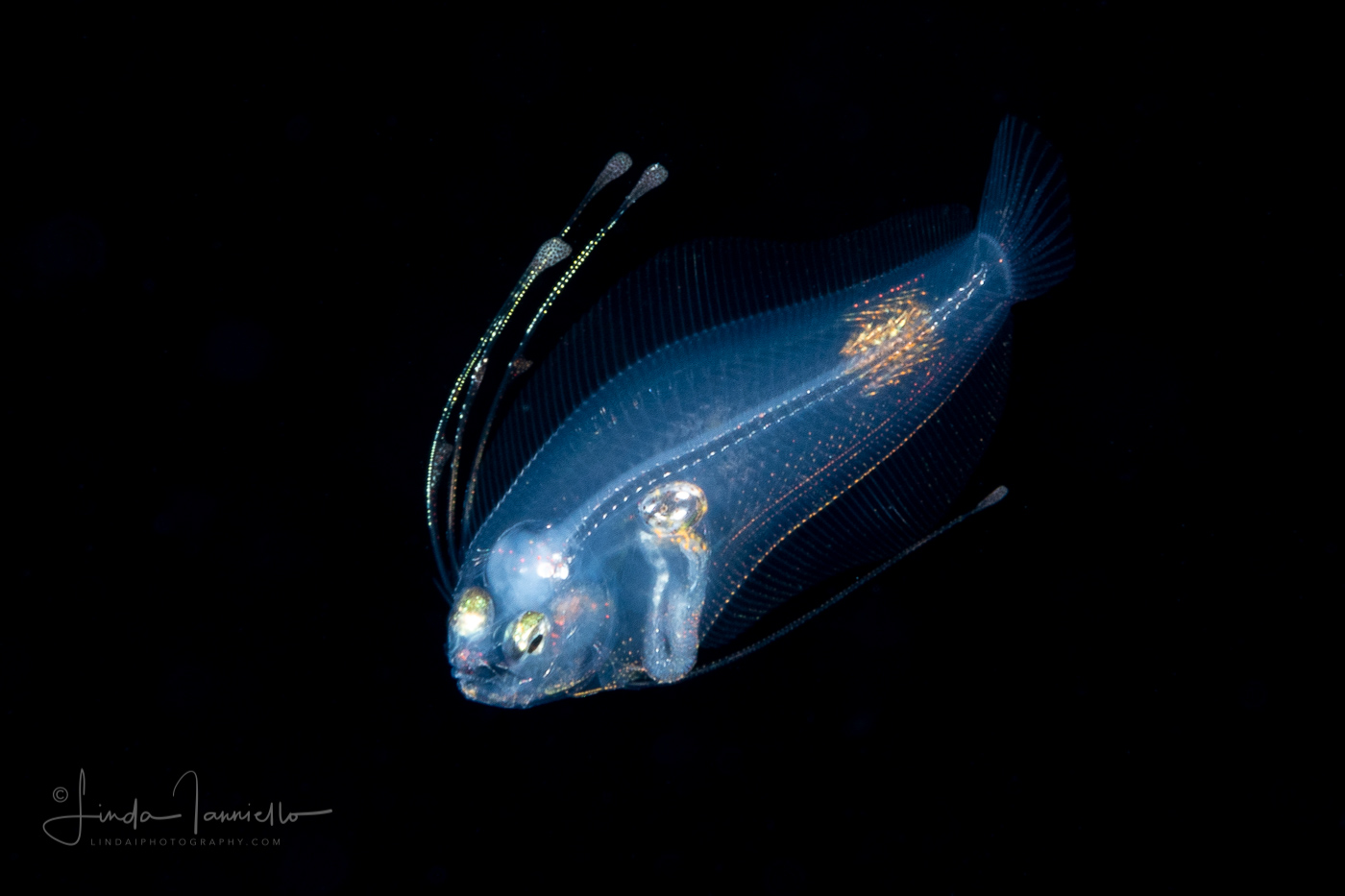 Whiff - Anglefin - Flatfish - Paralichthyidae Family - Citharichthys gymnorhinus