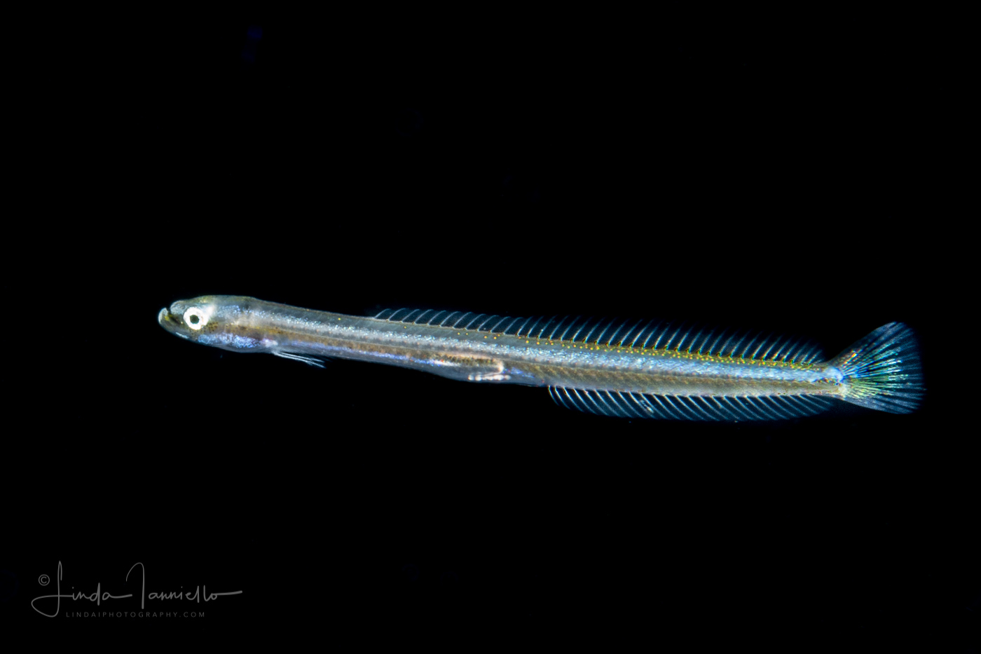 Wormfish - Microdesmidae - Microdesmus bahianus