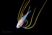 Alfonsino - Berycidae Family - Beryx decadactylus Alfonsino - Berycidae Family - Beryx decadactylus