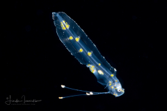 Cusk Eel - Ophidiidae Family - Barathrites iris