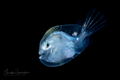 Anglerfish - Sea Devil - Ceratiidae Family - Ceratias sp.