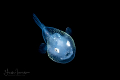 Anglerfish - Sea Devil - Ceratiidae Family - Ceratias sp.