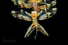 Flyingfish - Exocoetidae Family - with Reflection