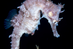 Seahorse - Lined - Syngnathidae Family - Hippocampus erectus