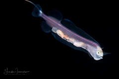 Whalefish - Tapetail - Cetomimidae Family - Ditropichthys storeri