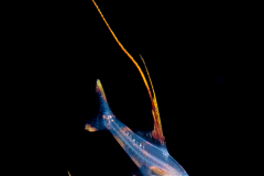 Alfonsino - Berycidae Family - Beryx decadactylus