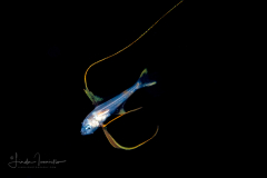 Alfonsino - Berycidae Family - Beryx decadactylus