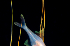Alfonsino - Berycidae Family - Beryx decadactylus