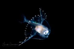 Anglerfish - Fanfin - Caulophrynidae family - Caulophryne pelagica