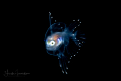 Anglerfish - Fanfin - Caulophrynidae family - Caulophryne pelagica