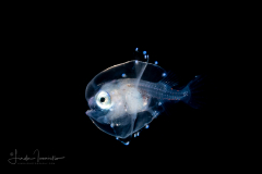 Anglerfish - Gigantactinidae Family - Gigantactis species
