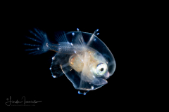 Anglerfish - Gigantactinidae Family - Gigantactis species