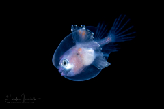 Anglerfish - Whipnose - Gigantactinidae Family - Rhynchactis species