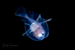 Anglerfish - Whipnose - Gigantactinidae Family - Rhynchactis species