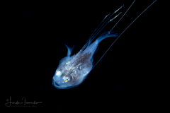 Anglerfish - Monkfish -  Lophiidae - Lophiodes species