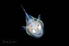 Anglerfish - Sea Devil - Ceratiidae Family - Ceratias sp.
