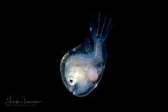 Anglerfish - Sea Devil - Ceratiidae Family - Ceratias sp.