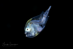 Anglerfish - Sea Devil - Ceratiidae Family - Ceratias sp.