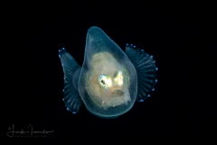 Anglerfish - Cosmopolitan Whipnose - Gigantactinidae - Gigantactis cf. vanhoeffeni - Female
